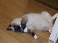 /album/kitty/a001-jpg/