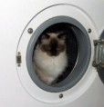 /album/kitty/a000000002-jpg/
