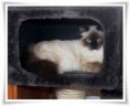 /album/kitty/a002-jpg/