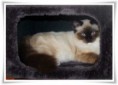 /album/kitty/a004-jpg/