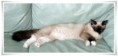 /album/kitty/a007-jpg/
