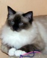 /album/kitty/a0000054-jpg1/