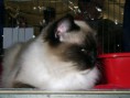 /album/kitty/a2018-jpg/