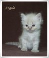 /album/angelo/angelo-jpg/
